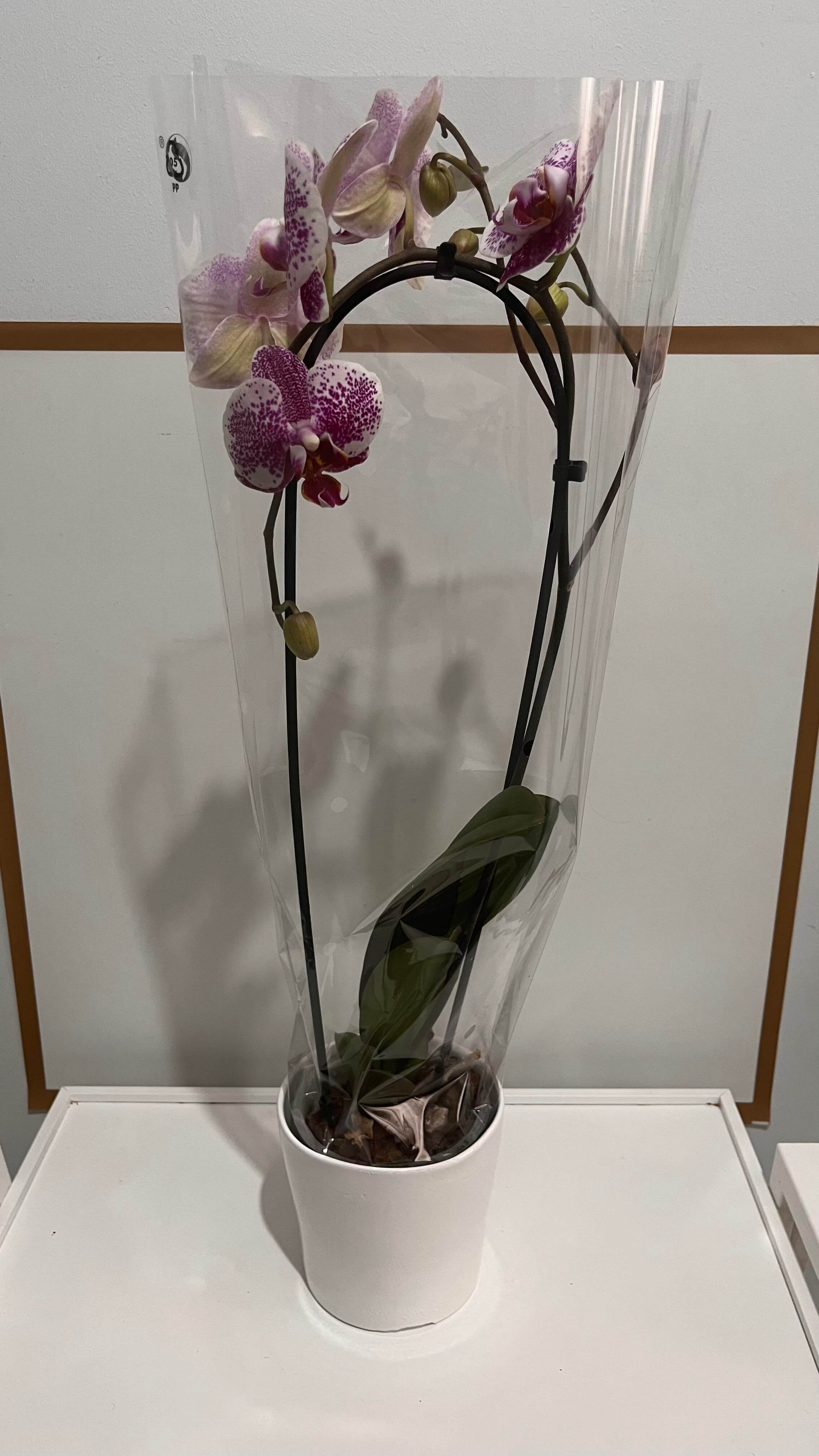 Sevdiklerinize Özel iki  Dal Kıvrımlı Mor Orkide - Görsel 2 - Uşak Çiçek