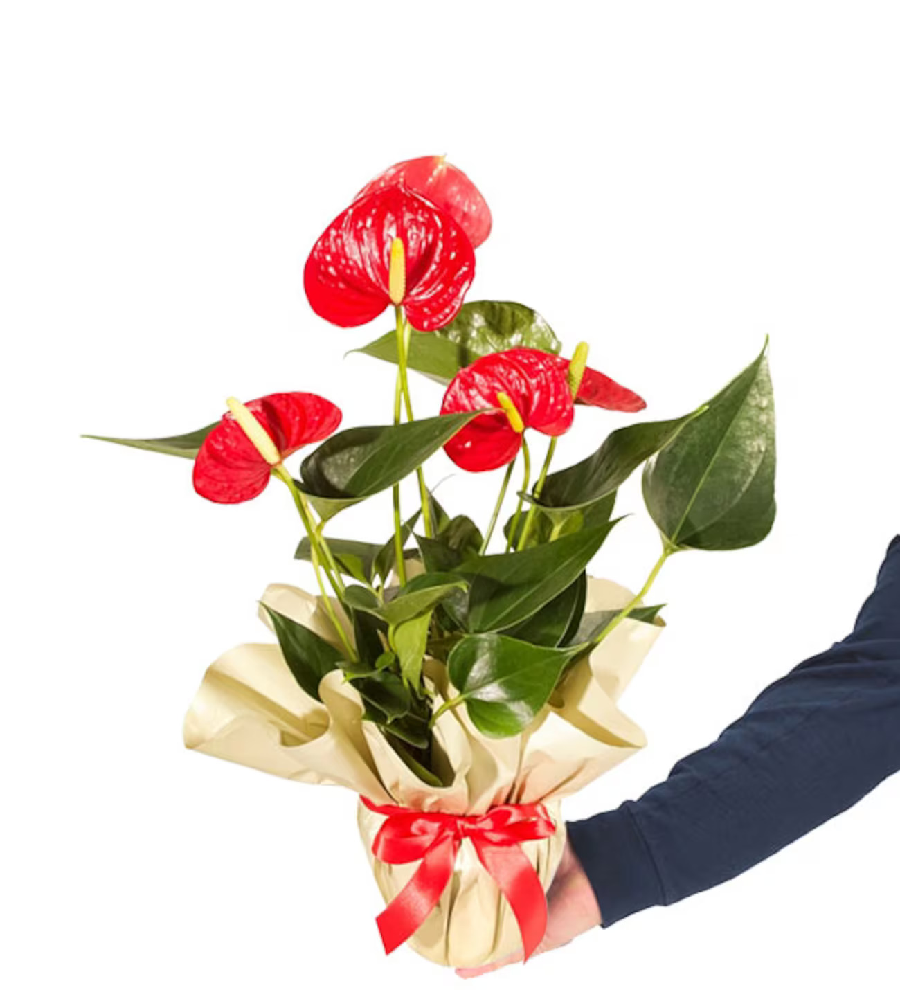 Premium Antoryum Tasarımı (Jumbo) - Görsel 2 - Uşak Çiçek