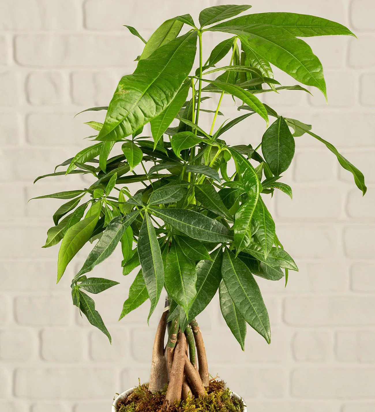 Para Ağacı Pachira - Görsel 4 - Uşak Çiçek