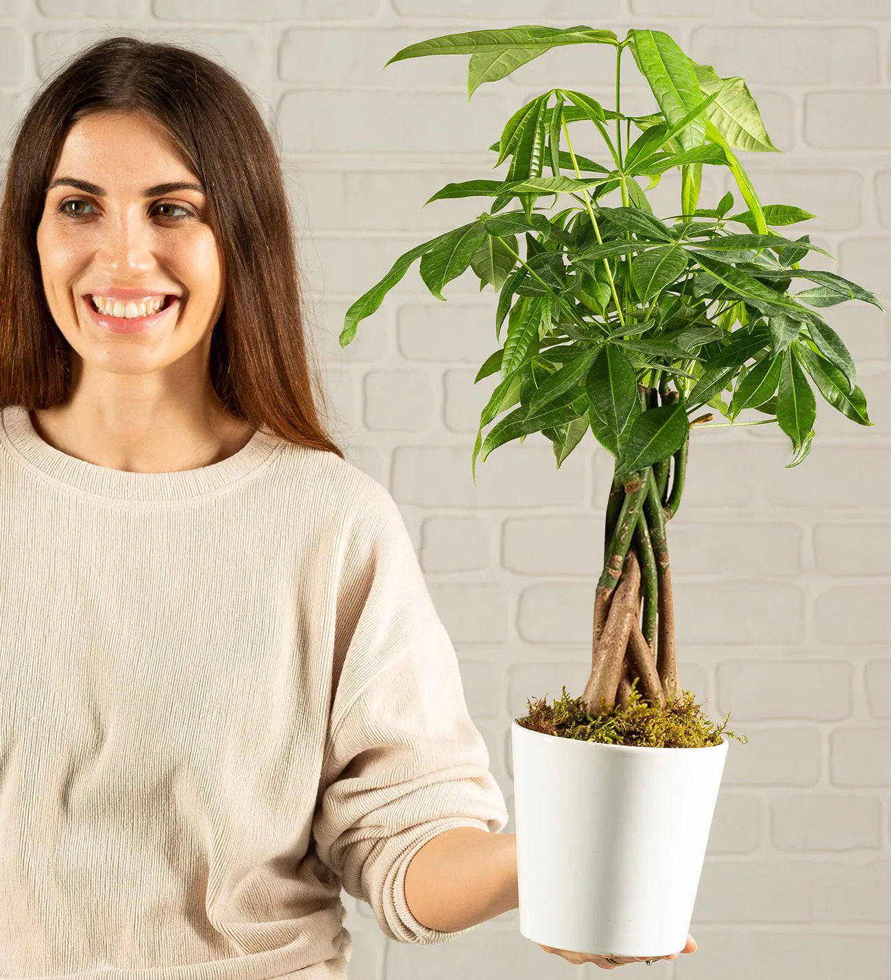 Para Ağacı Pachira - Görsel 3 - Uşak Çiçek