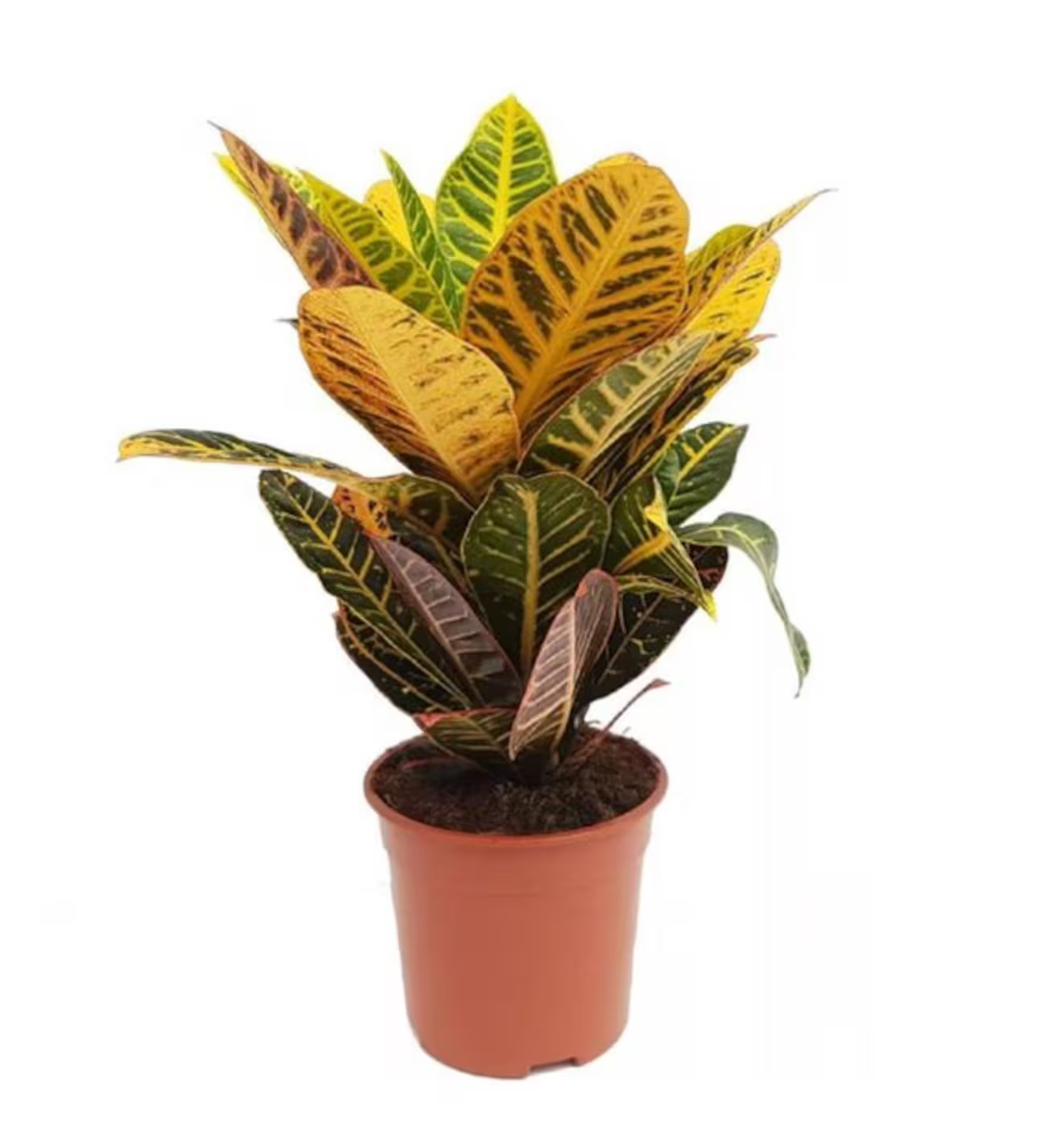 Kraton Bitkisi Saksı Çiçeği  - Görsel 2 - Uşak Çiçek