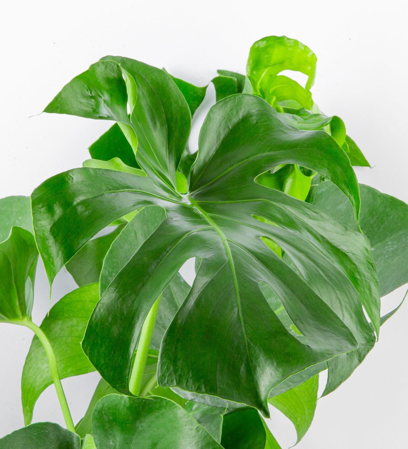 Black Cloak Serisi Büyük Boy Monstera (Deve Tabanı) - Görsel 3 - Uşak Çiçek