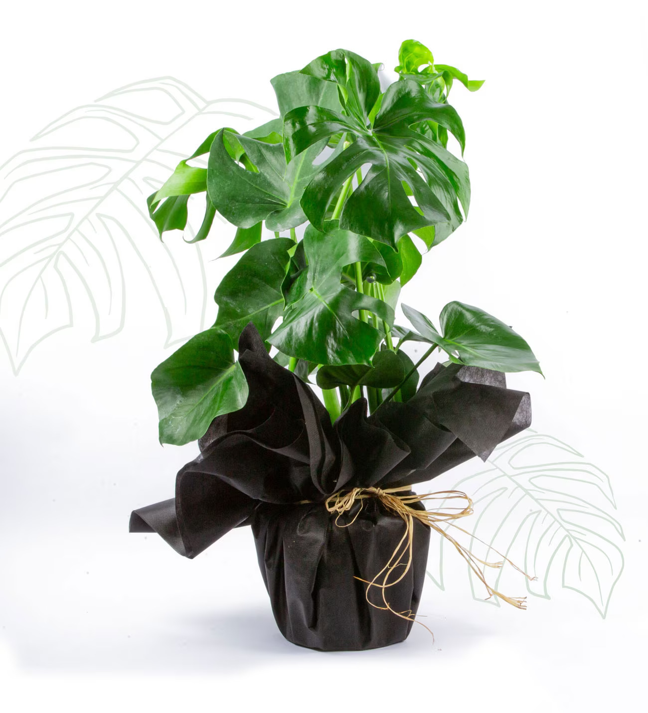 Black Cloak Serisi Büyük Boy Monstera (Deve Tabanı) - Görsel 2 - Uşak Çiçek