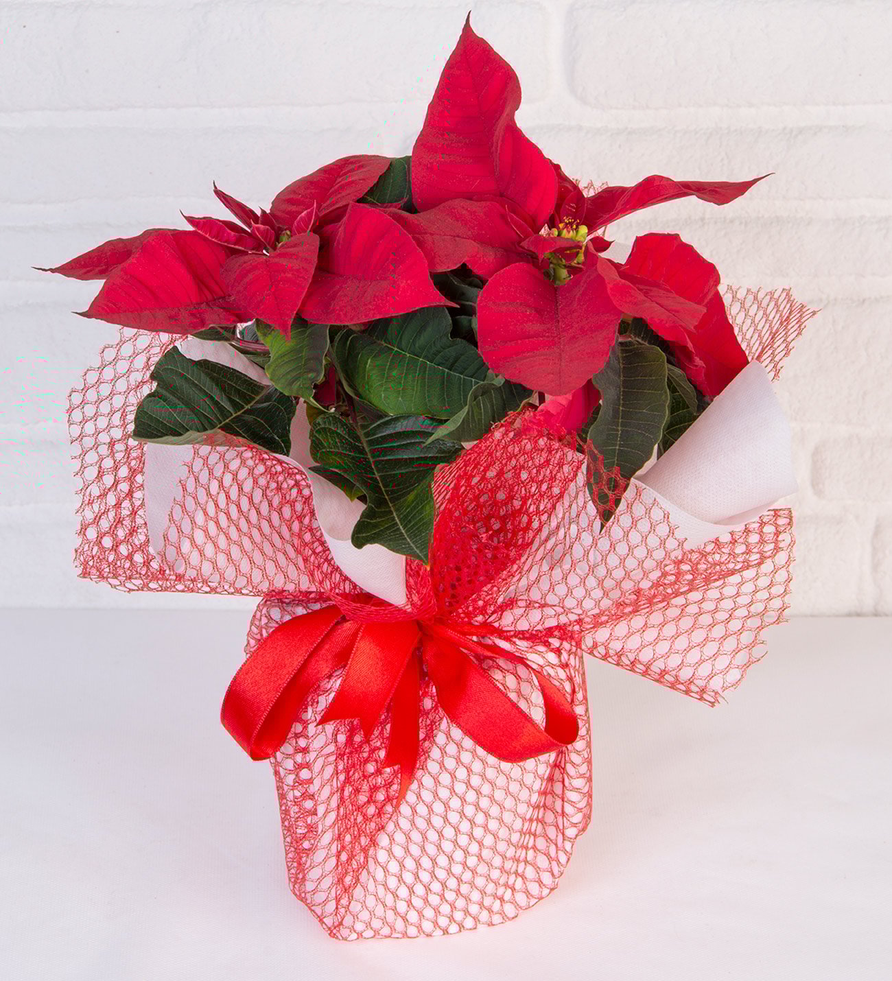 Atatürk Çiçeği - Midi Ponsetya - Görsel 3 - Uşak Çiçek