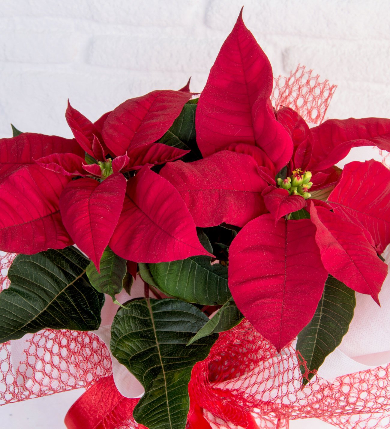 Atatürk Çiçeği - Midi Ponsetya - Görsel 2 - Uşak Çiçek