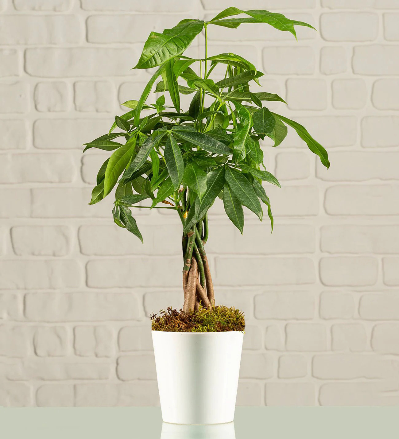 Para Ağacı Pachira - Uşak Çiçek Evi