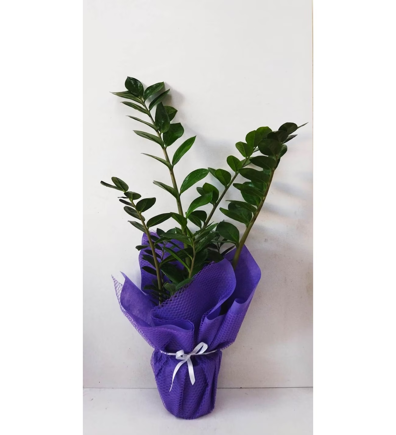 Zamia Bitkisi Zeze Çiçeği 90 .110 cm - Uşak Çiçek Evi