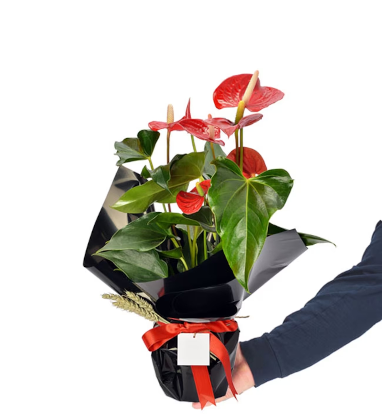 Antoryum Saksı Çiçeği- Black Serisi - Uşak Çiçek Evi