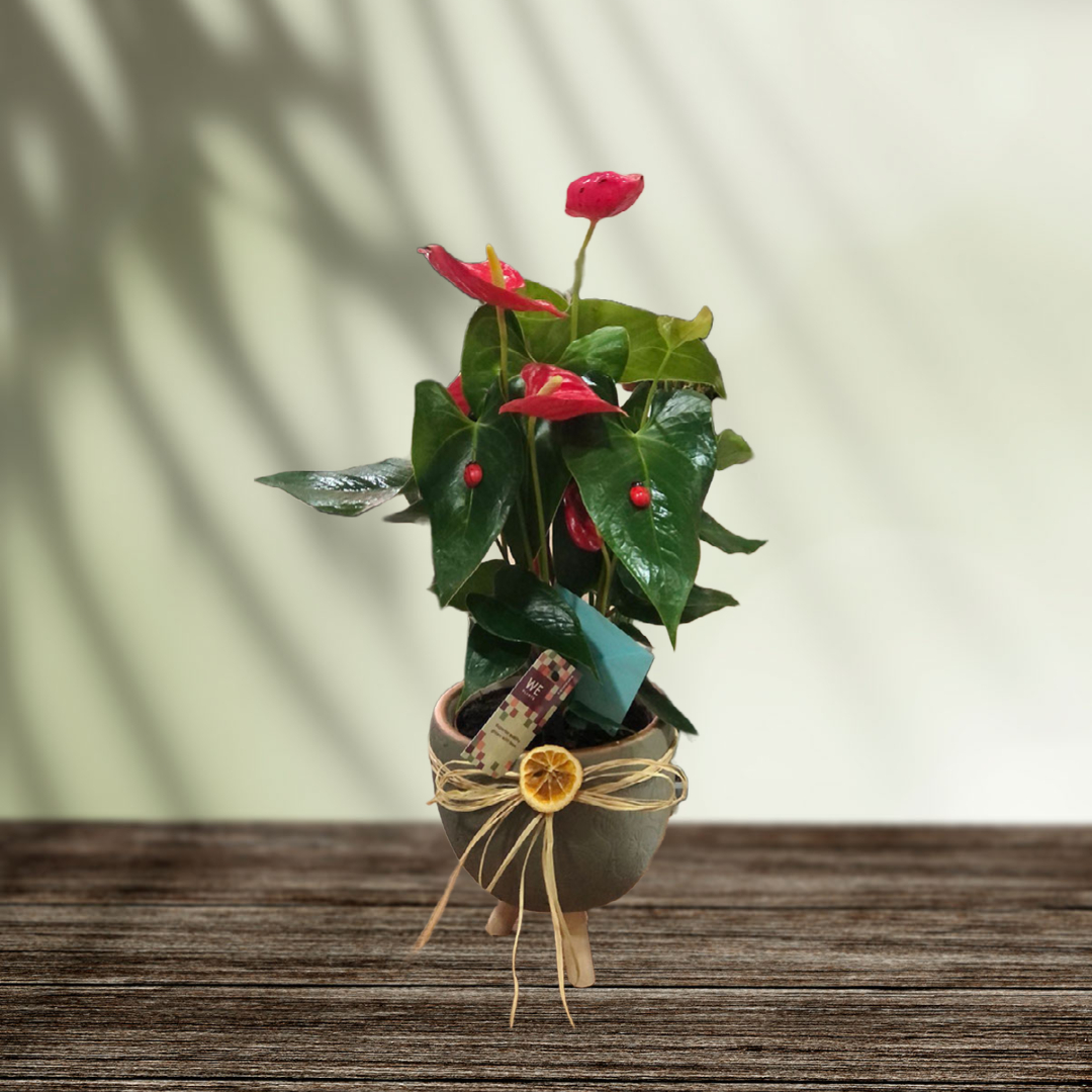 Antoryum Tasarım - Uşak Çiçek Evi