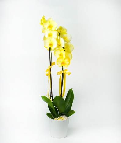 Çift Dal Orkide Sarı - Uşak Çiçek Evi