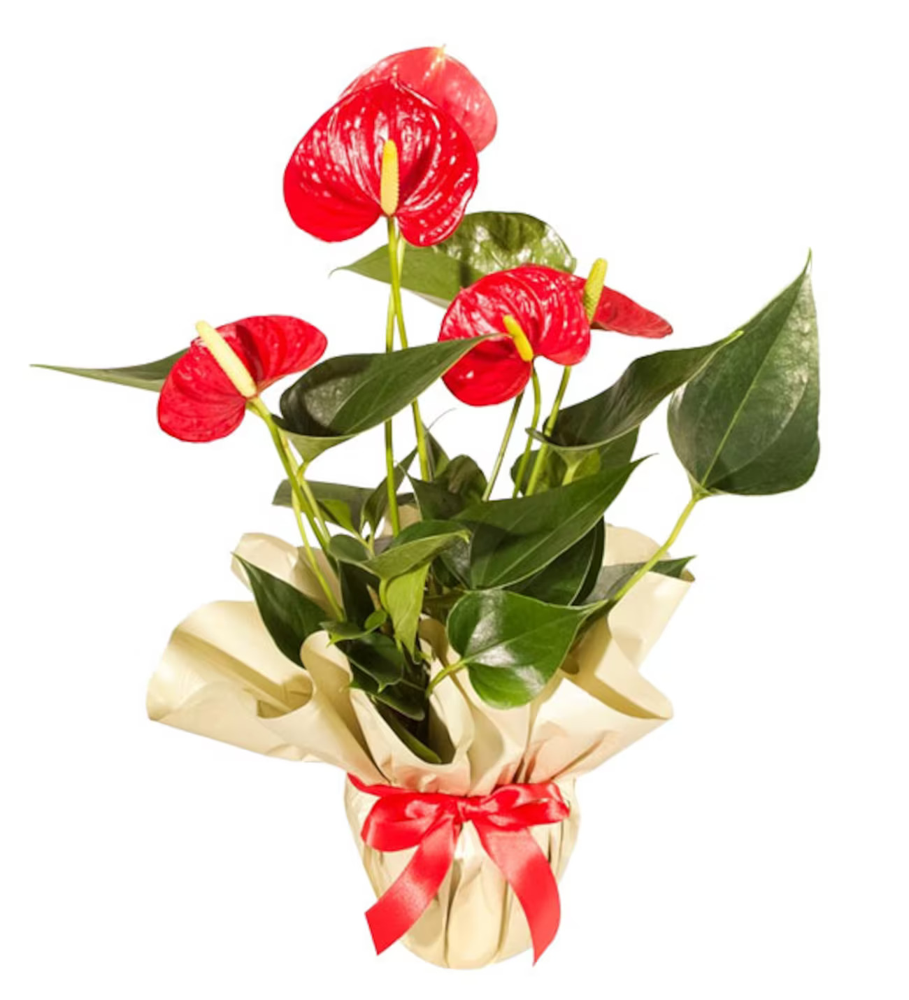 Premium Antoryum Tasarımı (Jumbo) - Uşak Çiçek Evi