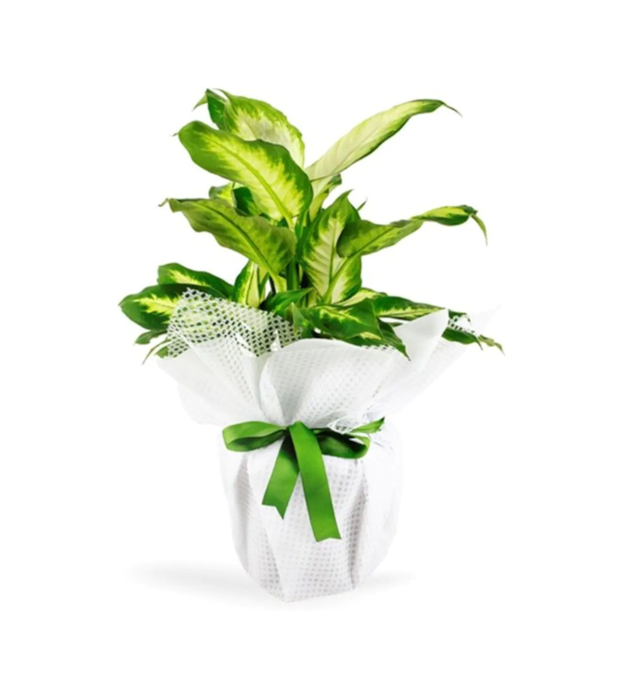 Saksıda Dieffenbachia Çiçeği (camilla) - Uşak Çiçek Evi