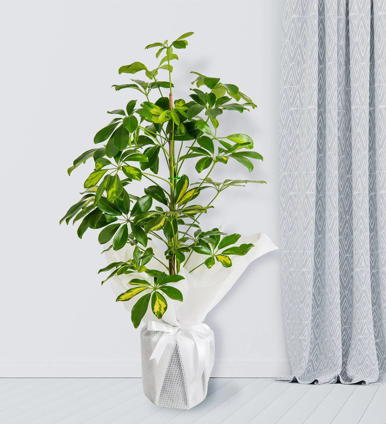 Şeflera Çiçeği Tekli  80 - 100 cm - Uşak Çiçek Evi