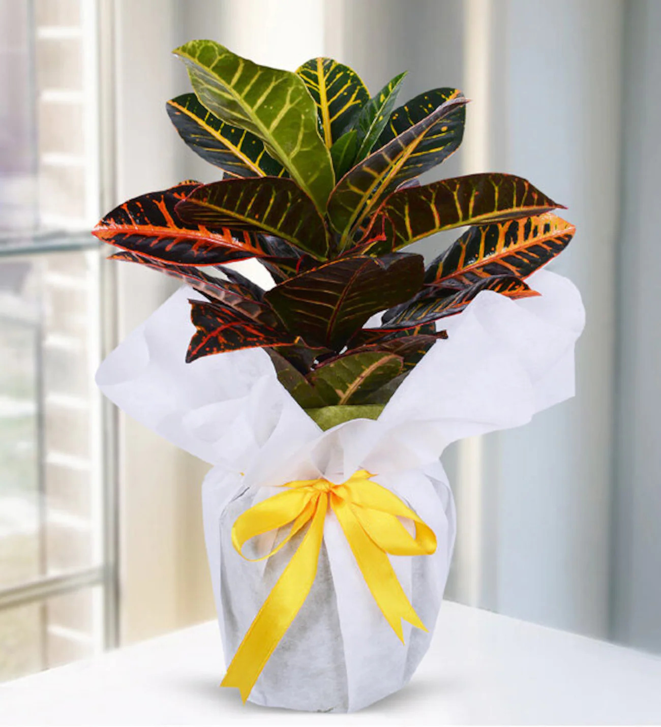 Kraton Bitkisi Saksı Çiçeği  - Uşak Çiçek Evi