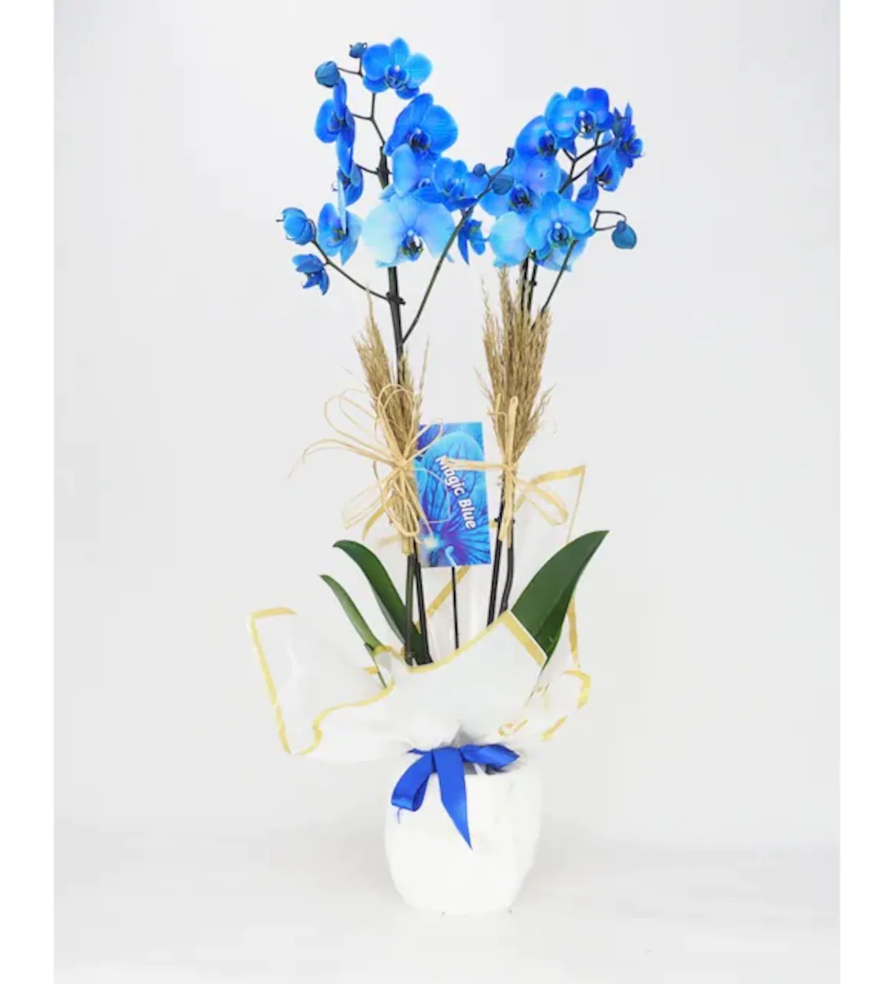 Mavi Orkide Tasarım - Uşak Çiçek Evi