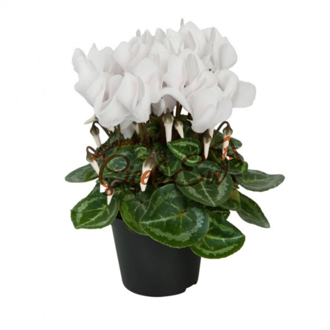 Sıklemen  Tülde Beyaz - Uşak Çiçek Evi