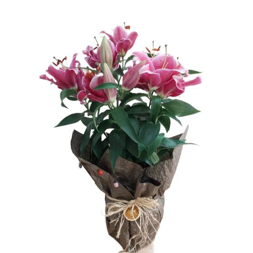 Zarif Yapraklar: Saksıda Lilyum