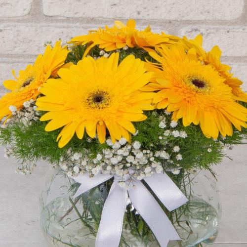 Bahar Büyüsü Sarı Gerberalar