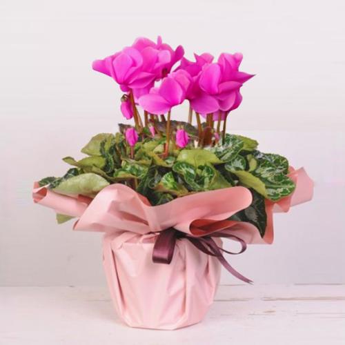 Sıklemen  Tülde Pembe