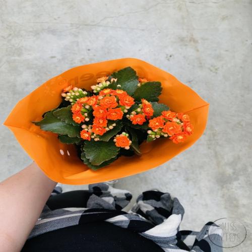 Büyük Kalanchoe / Kalanşo Çiçeği (30 cm) Turuncu