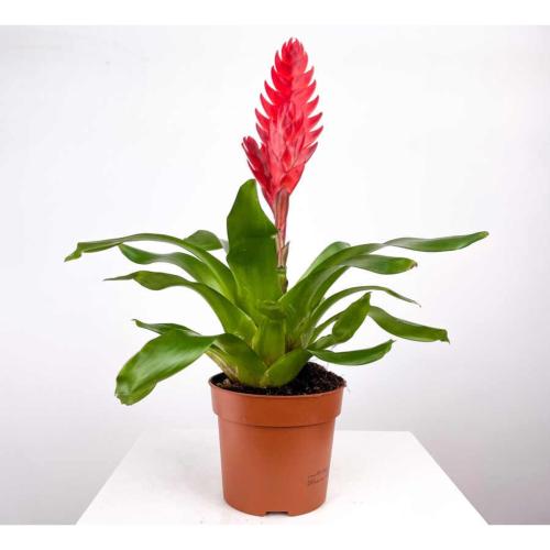 Alev Kılıcı Çiçeği - Vriesea Splendens Uşak