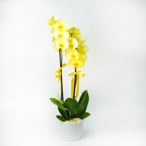 Çift Dal Orkide Sarı