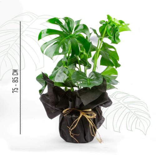 Black Cloak Serisi Büyük Boy Monstera (Deve Tabanı)