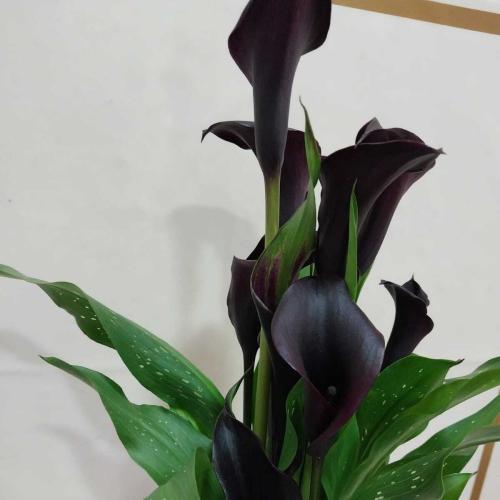 Calla Lily (Gala Bitkisi) Mor