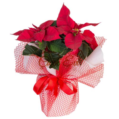 Atatürk Çiçeği - Midi Ponsetya