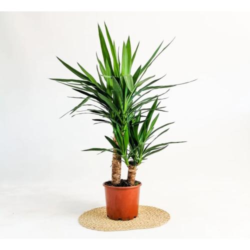 YUKA BİTKİSİ (Yucca Massengena) 2 Gövdeli